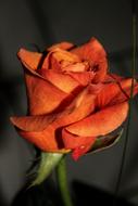 Rose Flower Blossom