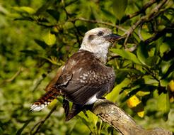 bird on branch with leaves