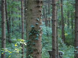 Tree Nature Fern