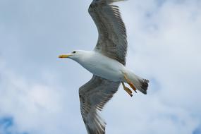 Seagull Bird Birds
