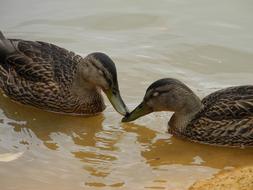 Ducks Animals Feathers