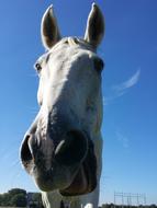 Horse Happy