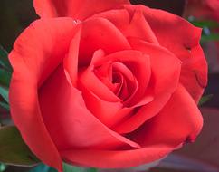 Rose Red Flower