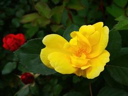 Yellow Rose