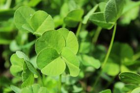 Leaf Plant The Freshness