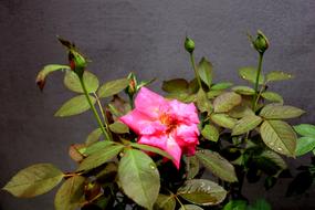 Rose Pink Flower