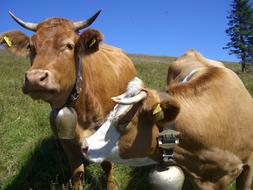 Cow Bells Sky Blue