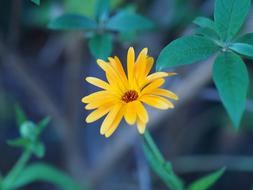 Flower Yellow Love
