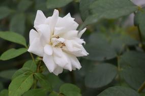 white beautiful flower bud