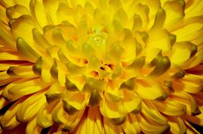 Yellow Flower