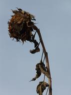 Sunflower Dry Stranded Tramples