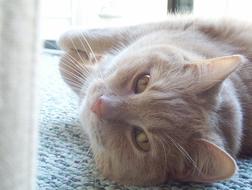 Cat Lying Pet
