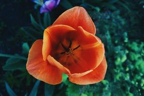Flower Rose Petal
