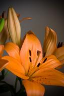 Orange flower in close up