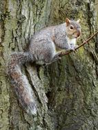 Animal Brown Cute
