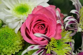 Flowers Plants decorations