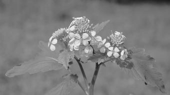 Flower Photo Black White Nature