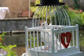 Pigeons Wedding Doves Love