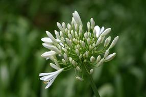 white flower in a green spring garden