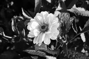 Flower Photo Black White Bouquet