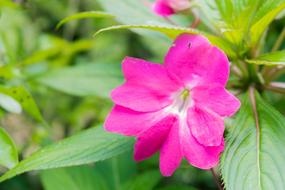 Flower Flowers Small