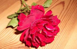 Rose Love Romantic Red