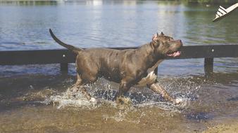 Dog Puppy Animal