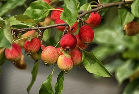 Apples Fruit Heavenly Small