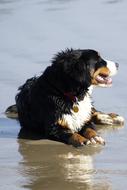 Bernese Mountain Dog Canine