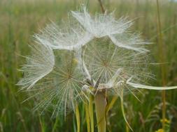Tragopogon Pratensis Plants