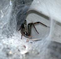 Brown Funnel Spider in Tunnel Web