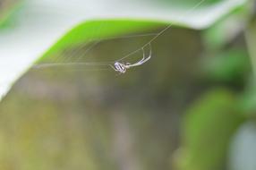 wildife of spider