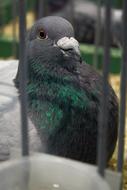 Bird Dove Pigeons