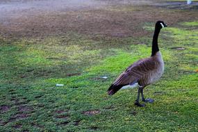 Canada Goose on grass