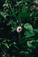 Flower Pink Bloom garden