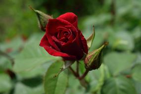 scarlet rose macro blur