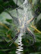 spiderweb in wildlife