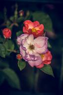 Rose Blossom Bloom Close