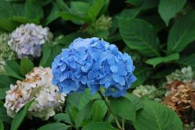 Plant Plants Flower