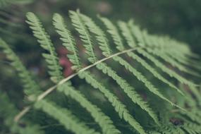 Fern Ferns Plant