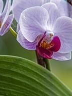 close up shot of a purple flower