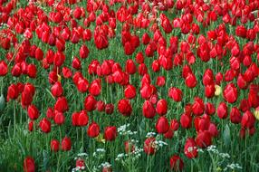 Flowers Island Mainau Sea Of