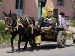 Donkey Carts Companions Drive