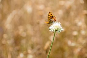 little butterfly on a white flower