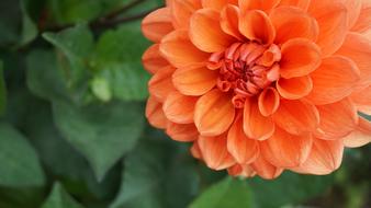 Flower Orange Summer