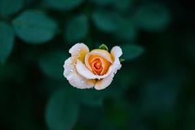 White Orange Roses