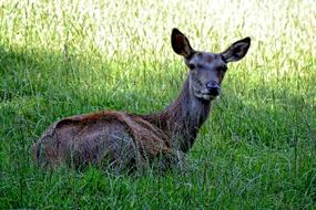 Doe Red Deer Wild