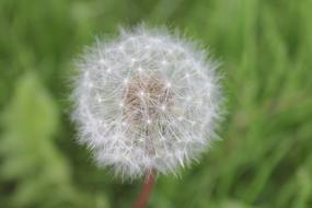 Dandelion Flower Flowers