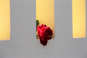 Red Rose On Fence Window Love