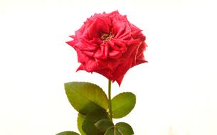 Rosa Love Romance